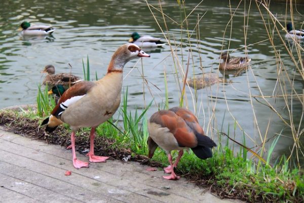 10 curiosidades sobre a gulbenkian